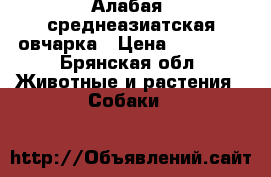 Алабая  среднеазиатская овчарка › Цена ­ 11 000 - Брянская обл. Животные и растения » Собаки   